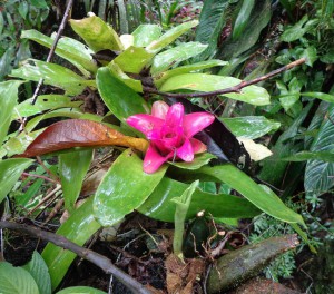 losyapasbromeliad