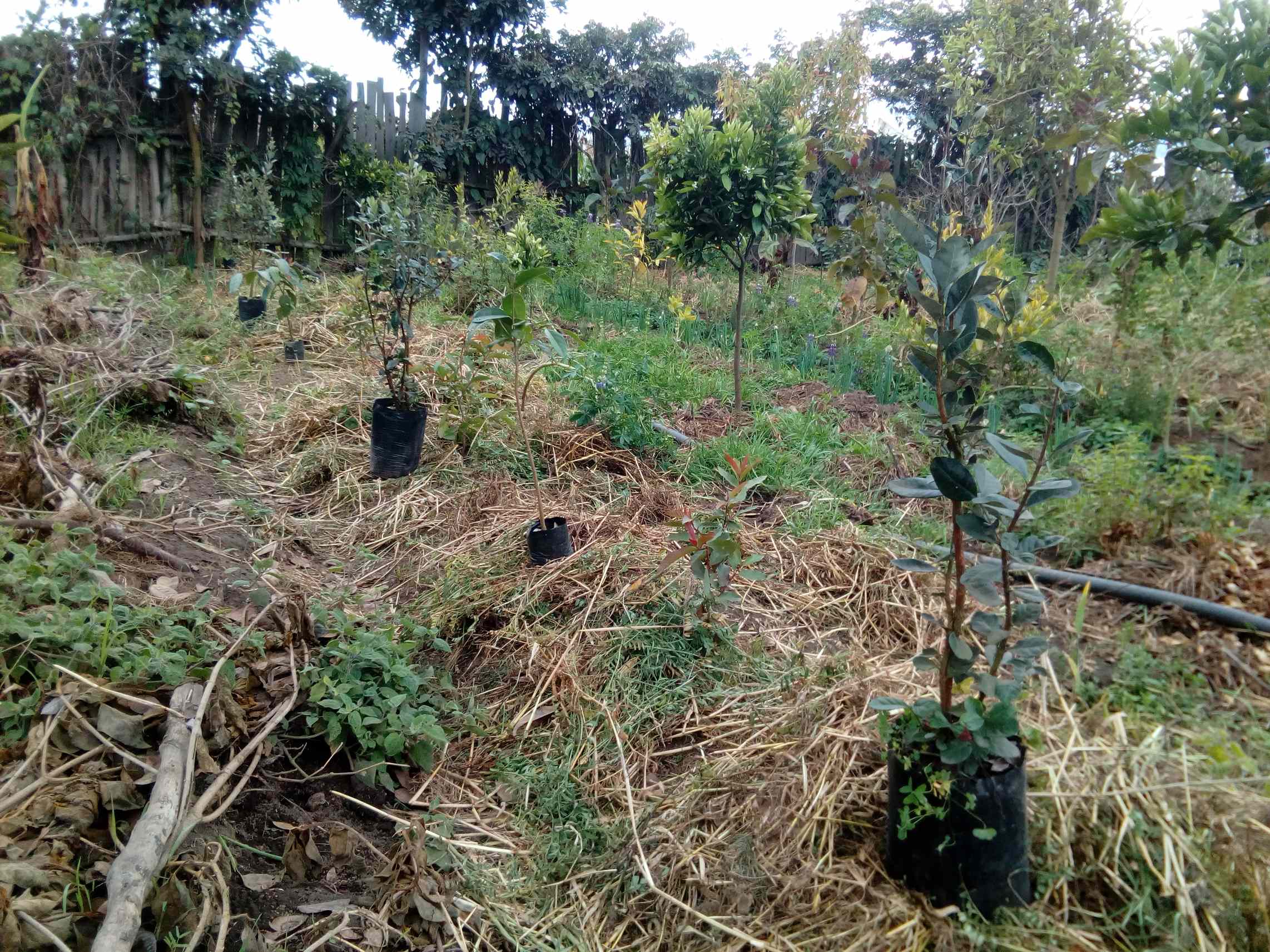 New trees_20210617_small