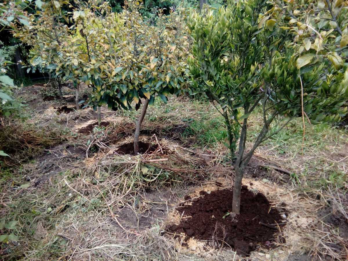 compost